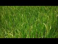 Green Paddy Field at Karumanassery Village, Vadakkencherry, Palakkad District, Kerala