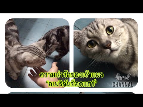 ความน่ารักของ “เจ้าอเมริกันช็อตแฮร์” (American Short hair)