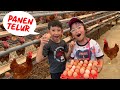 Pixel Panen Telur di Kandang Ayam, Telornya Banyak Banget, Seruuu !!!