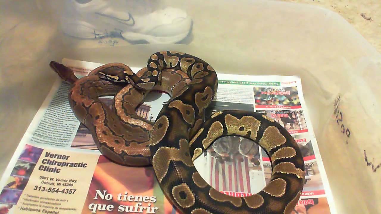 petco hours New Morph? let see..