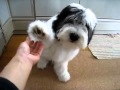 my polish lowland sheepdog MAX shakes hands の動画、YouTube動画。