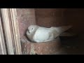 Бойные Голуби 🕊 А Вы как считаете,  лохма мешает лету игре? #голуби #pigeon #бойныеголуби  #მტრედ