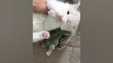 Video 1091541: blue lynx bicolour