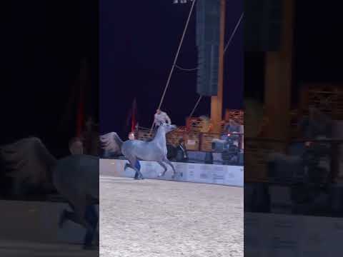 خيل عربي الخيل العربية الأصيلة الاصايل الخيل السعودية خيالة قطر فارسی دخان