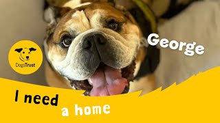George the gorgeous Bulldog | Dogs Trust Canterbury