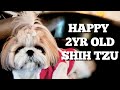 Shih Tzu at 2 Years Old