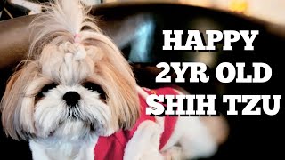 Shih Tzu at 2 Years Old by Mikki Shih Tzu 4,330 views 2 years ago 9 minutes, 57 seconds