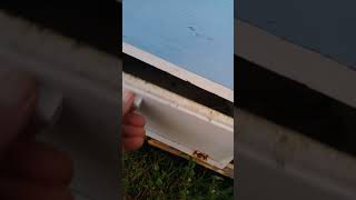 Hadan Smailbegovic Pcelar Hs Podnica 7. Kolovoza 2020.