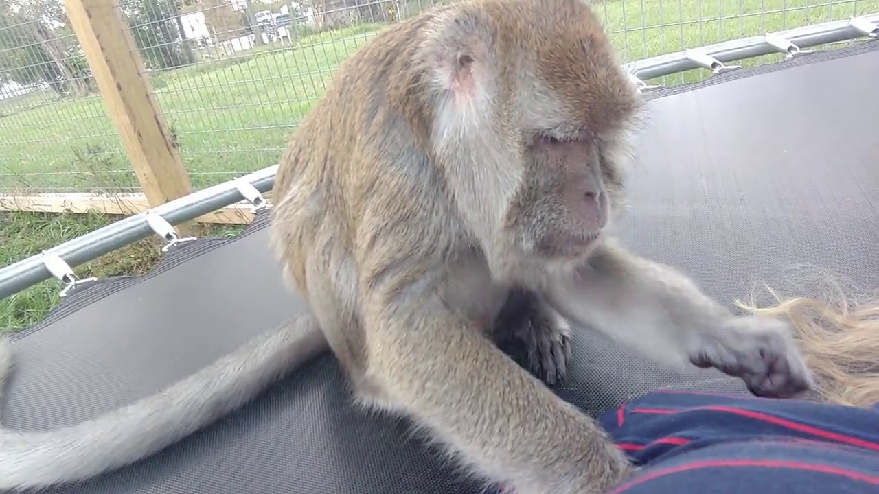 Serious Slaps From A ASMR Macaque
