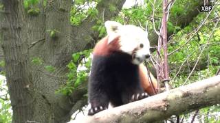 Red panda (Ailurus fulgens) [HD]