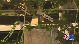RI cannabis growers say marijuana bill will put them out of business