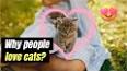 The Allure of Cats: Feline Companionship Through the Ages ile ilgili video