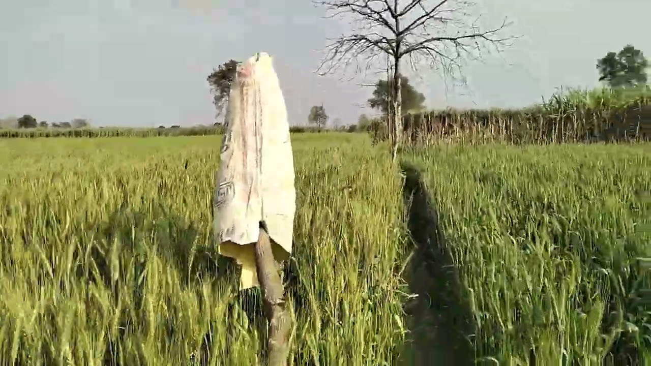 40 एकड़ जमीन बिकाऊ है डिमांड 11 लाख रुपया एकड़ मांग है जिला बहराइच तहसील नानपारा संपर्क 8090291079