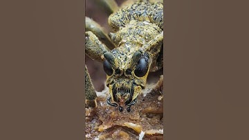 Black Spotted Longhorn beetle