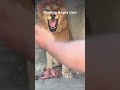 Feeding Angry Lion #lion #danger #animals #anime #risk