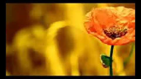 ⚘صوت يأخذك الى عالم اخر ⚘تلاوة قرآن خاشعه وصوت عذب ⚘⚘