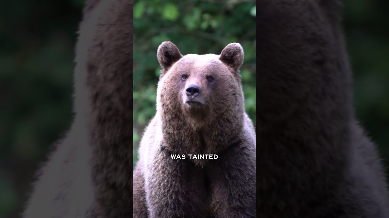 Would You Leave an Elk Overnight in Grizzly Country?