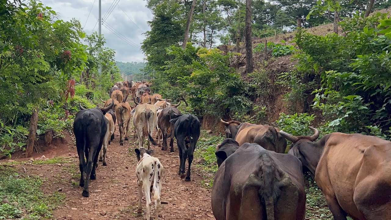 😱🐄Así se ven 65 cabezas de ganado rumbo al corral para vitaminarlas 😱🐄
