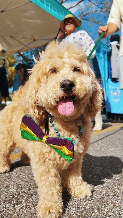 mardi gras dunedin 2025 tickets