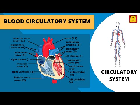 Blood Circulatory system - YouTube