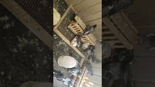 Racing homer pigeon feeding- Peter's loft