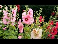 How to grow Hollyhocks Flowers plant?