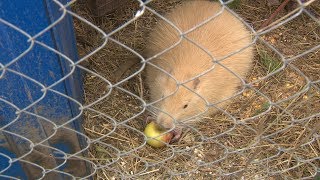 Видео В КФХ Среднеахтубинского района создали мини-зоопарк (автор: ГТРК "Волгоград-ТРВ". "Волгоград 24")