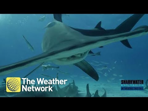 New Hammerhead Shark species discovered and it&rsquo;s a MUST-SEE