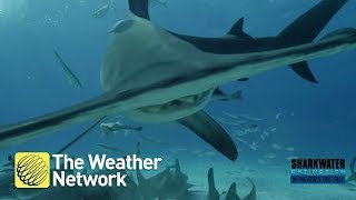 New Hammerhead Shark species discovered and it's a MUST-SEE