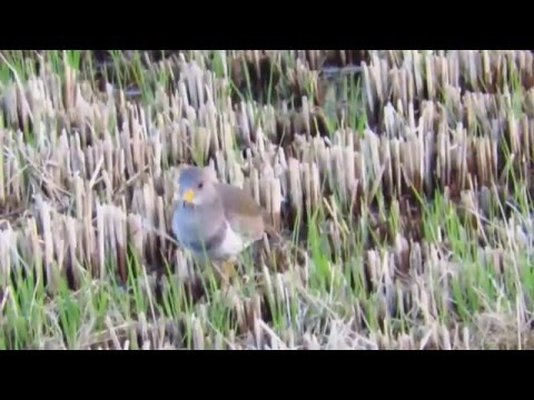 親鳥と同じ大きさになったケリ若鳥