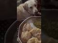 #labradogs