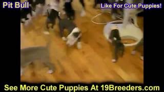 Pitbull, Puppies, Dogs, For Sale, In Juneau, Borough, Alaska, AK, 19Breeders, Badger, College