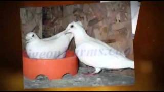 White Racing Pigeons And White Doves - White Homers