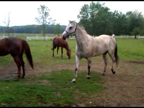 funny-horses-running-like-crazy