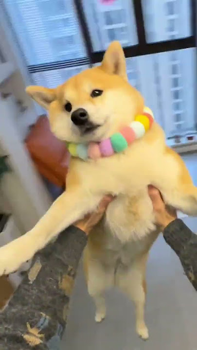 63 Bobby was so angry that he took a video of the dog and chewed up the screen of his mobile phone