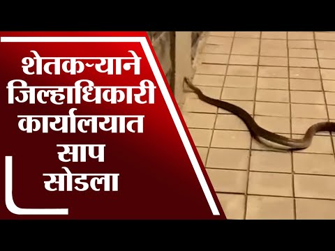 Kolhapur | शिरोळ जिल्हाधिकारी कार्यालयातच शेतकऱ्याने साप सोडला - tv9