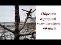 Пошаговая обрезка взрослой колонновидной яблони с объяснениями