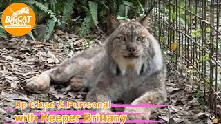 Big Cat Rescue LIVE Q&amp;A with Brittany at Big Cat Rescue 03 27 2023
