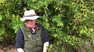 Meet The Golden Girl Hawthorn With Eaglesong Gardener