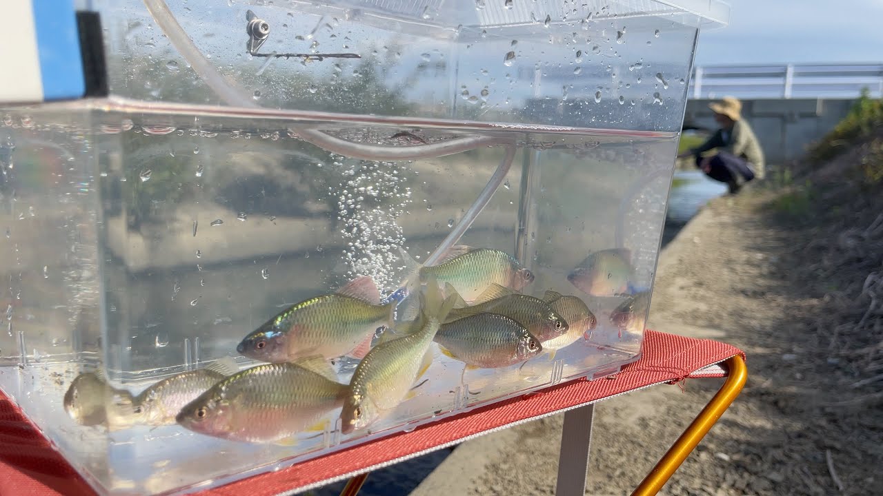 東京の人間がカネヒラを釣るための その１