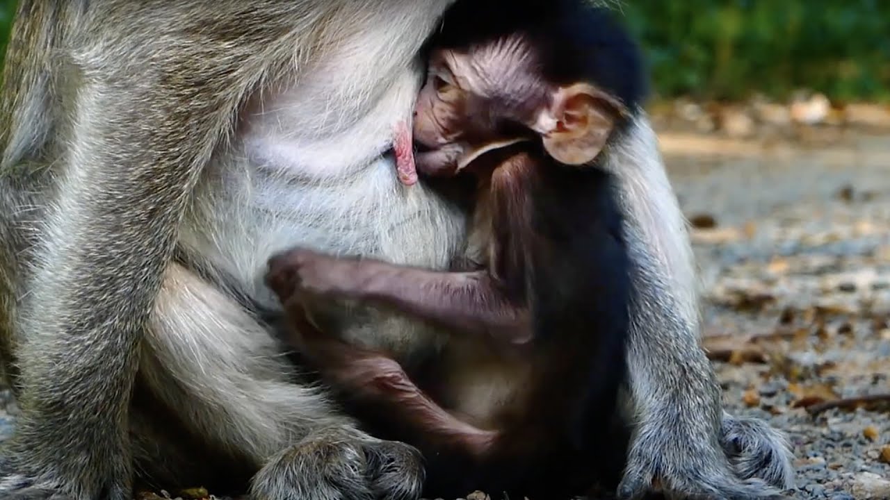 Sad Poor Baby Monkey Marcin Hungry Milk Mom Weaning