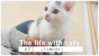 43【猫ちゃん触れ合おう】(Touching cat)ユキと触れ合っていきます仲良くなろうね✨