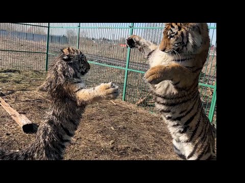 Видео: Даг Стэнхопийн цэвэр хөрөнгө: Вики, гэрлэсэн, гэр бүл, хурим, цалин, ах эгч нар