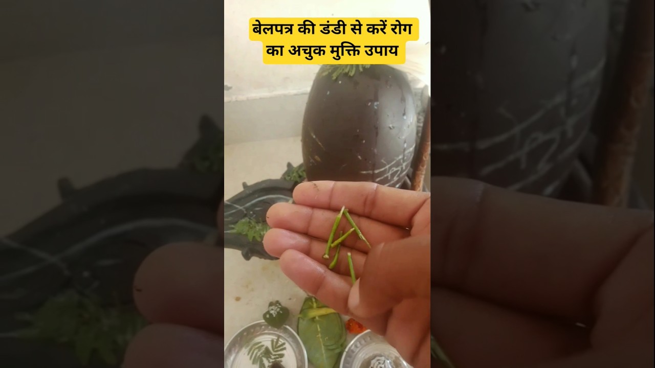 बेलपत्र की डंडी से करें रोग मुक्ति का अचुक उपाय। रोग मुक्ति उपाय प्रदीप मिश्रा।