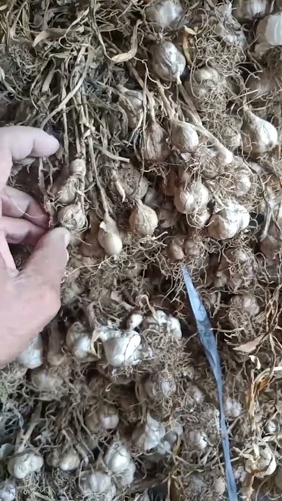 Download lagu mencari bawang putih tunggal,,, #bawangputih #bawanglanang #shorts