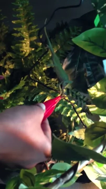Peatree eating a cricket