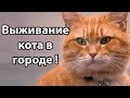 Выживание кота в городе ! ( Cat Survival )