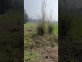 मेरे gaw का मौसम 🌺🙏। #shorts #pinetworkyoutubeshorts