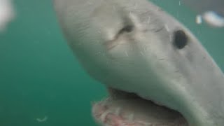 Great White Shark 2020 Fatal Attack in Maine - Julie Holowach by Sharks Happen 17,526 views 4 months ago 8 minutes, 50 seconds