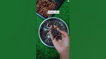 Cocoa Bean to chocolate bar process | Bean to bar #chocolate #shorts #youtubeshorts